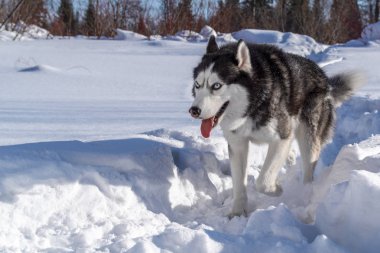 Sibirya husky köpek kışın karlı iz ormanın içinde çalışır.