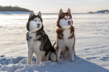 Sibirya Husky köpek kış arka plan üzerinde. Kar üzerinde oturan iki şaşırtıcı husky köpek