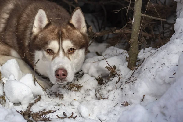 Sibirya Husky köpeği. — Stok fotoğraf