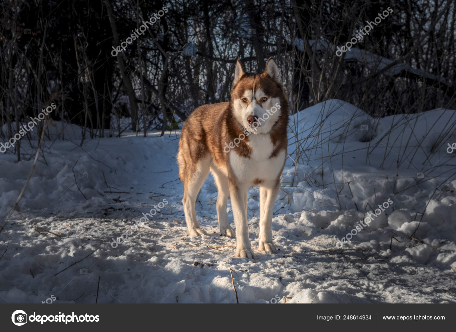 wild siberian husky