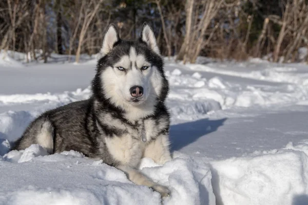 Siberian Husky cão mentira na neve . — Fotografia de Stock