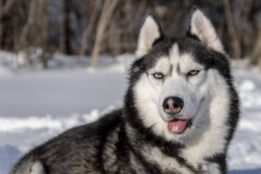 Husky köpek kış orman içinde. Siyah ve beyaz kar üzerinde mavi gözlü Sibirya husky.