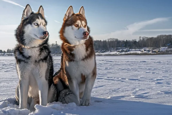 Két gyönyörű huskies séta a téli tengerparton. Szibériai husky kutyák a havon. — Stock Fotó
