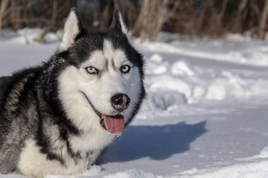 Husky köpek kış orman içinde. Karda mavi gözlü Sibirya husky.