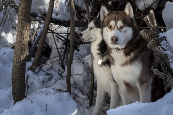 Dos hermosos huskies caminando en el bosque de invierno. Perros husky siberianos en la nieve . — Foto de Stock