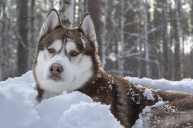 Beyaz kar arka planda karanlık kış orman üzerinde kahverengi Sibirya Husky köpek portresi