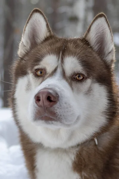Adorable retrato de perro husky siberiano adulto sano increíble marrón y blanco en el fondo del bosque de invierno . — Foto de Stock