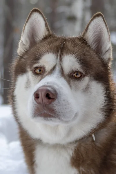 冬の森の背景に健康の大人茶色と白のシベリアン ハスキー犬を驚くほどの愛らしい肖像画. — ストック写真