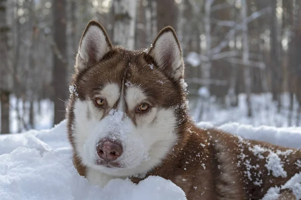 Adorable perro husky siberiano retrato en el fondo del bosque de invierno . —  Fotos de Stock