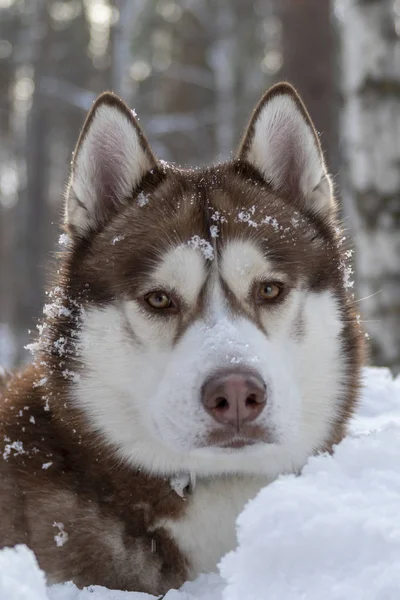 Portré szibériai husky kutya pofáját borítja hó a téli erdő háttér. — Stock Fotó