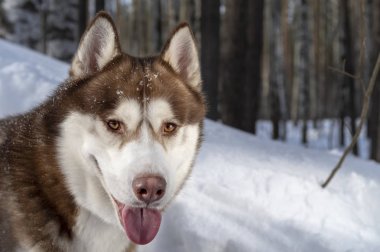 Sibirya husky köpek portre kar ve kış orman arka plan üzerinde. 