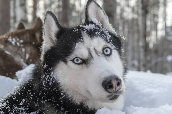 Siberiano Husky cão. — Fotografia de Stock