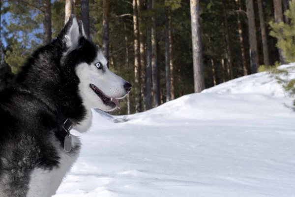 Сибирская хаски-собака, скопируй пространство. вид сбоку — стоковое фото