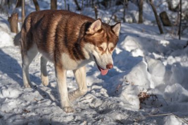 Kahverengi Sibirya Husky köpek kış güneşli arka plan üzerinde portresi. 