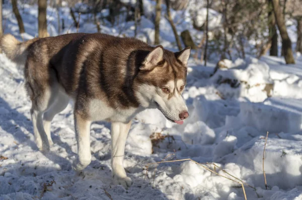 Ritratto di cane siberiano marrone Husky su sfondo invernale . — Foto Stock