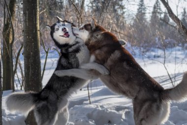 Köpekler play. Bir güneşli kış ormanda iki Sibirya husky köpek oynamak.