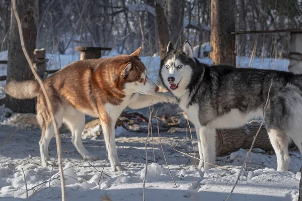 Zwei sibirische Huskys spielen auf Schnee im sonnigen Winterwald. — Stockfoto