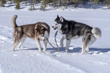 Siberian dış yapraklar oyun köpekler.