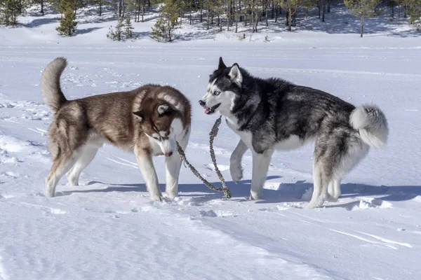 Siberiano husky cani giocare . — Foto Stock