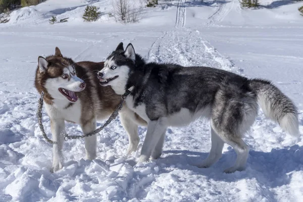 Siberische husky honden spelen op sneeuw. Winter wandeling met huisdieren. — Stockfoto