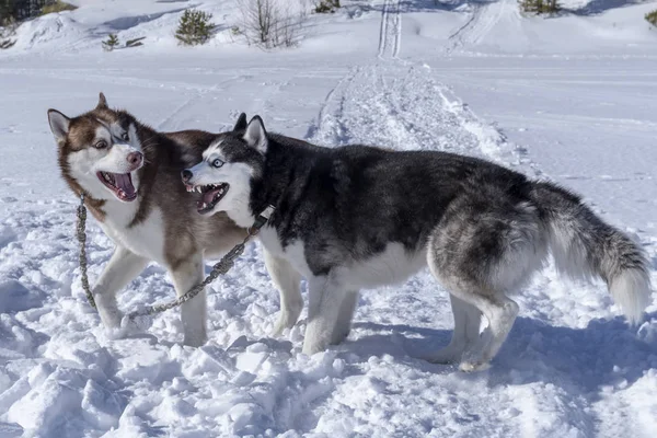 Honden vriendschap spelen. Siberische husky honden spelen op sneeuw. Winter wandeling met huisdieren. — Stockfoto