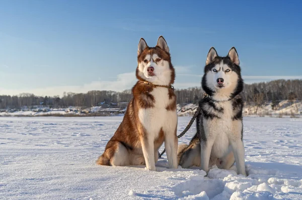 Собак сидить на снігу охоплені галузі. Сибірський хаски собак. — стокове фото