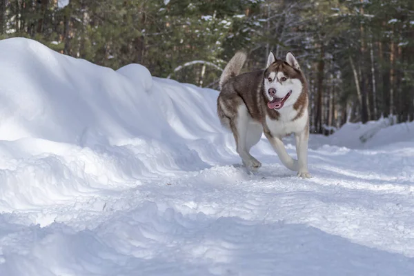 Сибірський хаски собака запустити на снігу в зимовому лісі. — стокове фото