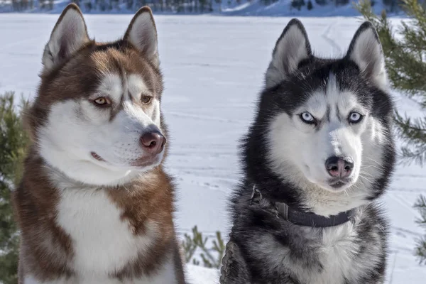 Bruin, zwart en wit Siberische Husky honden close-up portret. — Stockfoto