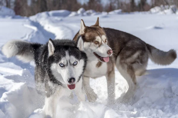 Honden grappige spelen in de sneeuw. Twee husky honden lopen en de bestrijding van spelen. — Stockfoto