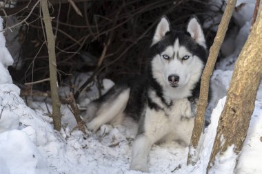 Köpek yalan üzerine kar. Husky köpek portre üzerinde karanlık ormanın kış.