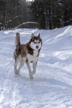 Kahverengi Sibirya husky ileri kış orman bir karlı orman yolu üzerinde çalışır..