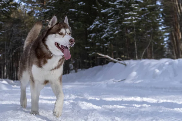 El perro husky siberiano corre por el camino del bosque nevado en el soleado bosque de invierno. Nevado invierno al aire libre Copiar el espacio . —  Fotos de Stock