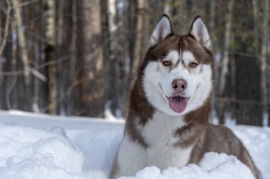 Mutlu Sibirya husky köpek kış orman içinde. Kopya alanı.