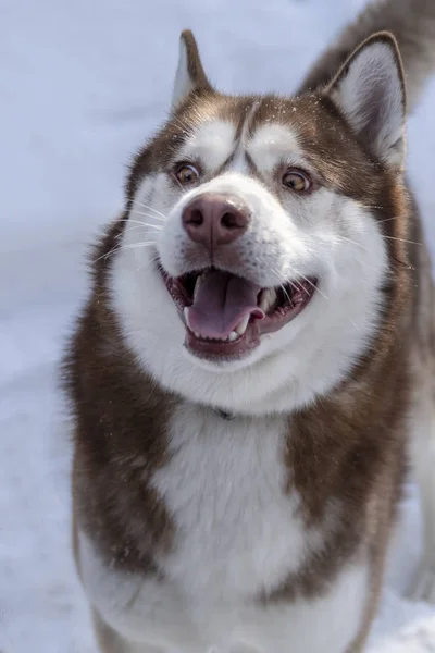 Glada munkorg Siberian husky hund. Sly brun hundspannsutflykter med öppen mun. — Stockfoto