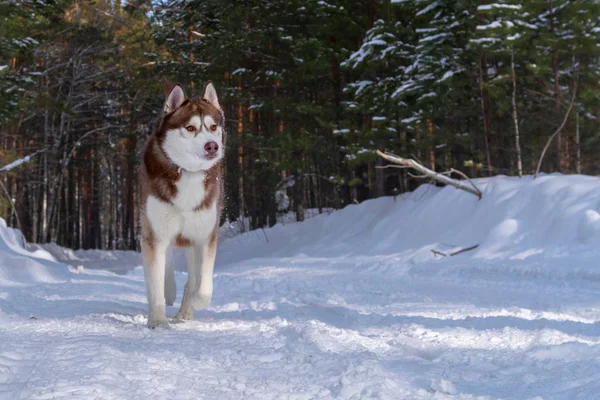 Vidám szibériai husky kutya a téli erdőben. Fénymásolási hely. — Stock Fotó