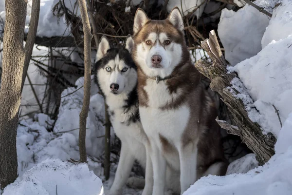 Perros husky siberianos en el soleado bosque de invierno . — Foto de Stock