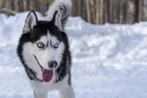 Neşeli namlu Sibirya husky köpek. Mavi gözlü ve açık ağzı ile kurnaz husky köpek. — Stok fotoğraf