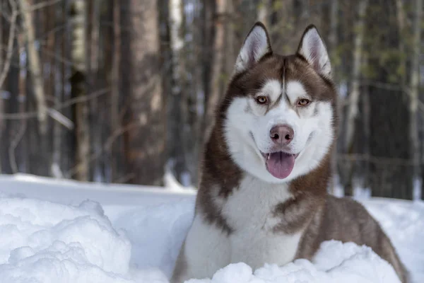 Feliz perro husky siberiano en el bosque de invierno. Copiar espacio . —  Fotos de Stock