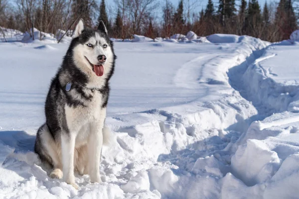 Веселий Сибірський хаски собака з блакитними очима в зимовий Сонячний поля та ліс. Копія простір. — стокове фото