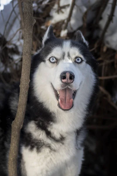 Cheerful smiling Siberian husky dog with blue eyes and open mouth in winter cold forest. — Stock Photo, Image