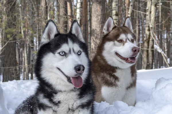 Cheerful Siberian husky dogs in winter forest. — Stock Photo, Image