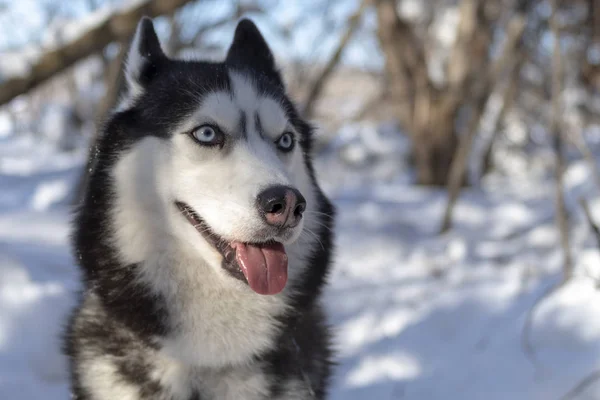 Chiens husky sibériens souriant sans langue. Chien husky aux yeux bleus . — Photo