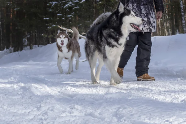 Flicka gå med hans siberian husky hundar i skogen vinterlandskap — Stockfoto