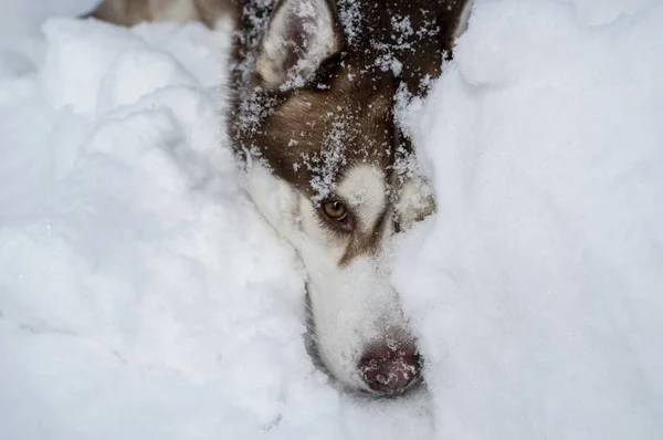 Het gezicht van de hond onder de sneeuw. Brown Siberische husky verborgen gezicht in de sneeuw en kijkt uit onder de sneeuw op camera — Stockfoto