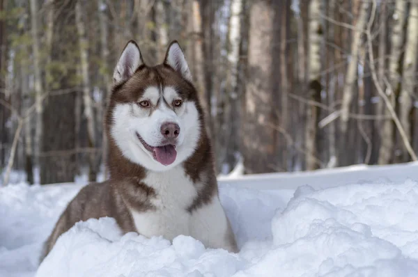 Ritratto marrone cane husky siberiano sdraiato su cumulo di neve nella foresta invernale e in attesa. Copia spazio — Foto Stock