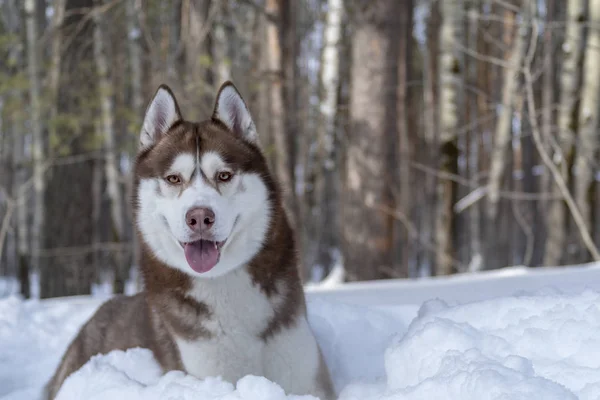 Портрет коричневий Сибірський хаски собака лежить сніг, оточений зимовий ліс і, дивлячись на камеру. Собака на тлі лісу зимовий пейзаж. — стокове фото