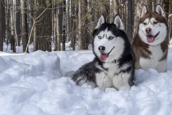 Portrait Siberian husky dogs lying in  snow — Stock Photo, Image