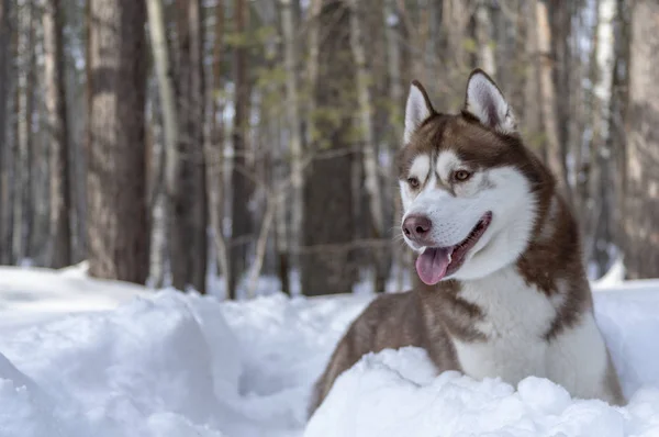 Retrato Siberiano cão husky deitado na neve — Fotografia de Stock