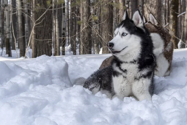 Siberian husky dog lying on snow in winter forest. — Stock Photo, Image