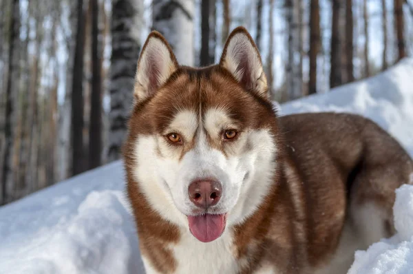 Очаровательный портрет удивительного здорового и счастливого взрослого коричневого сибирского хаски-пса в солнечном зимнем лесу на снегу — стоковое фото